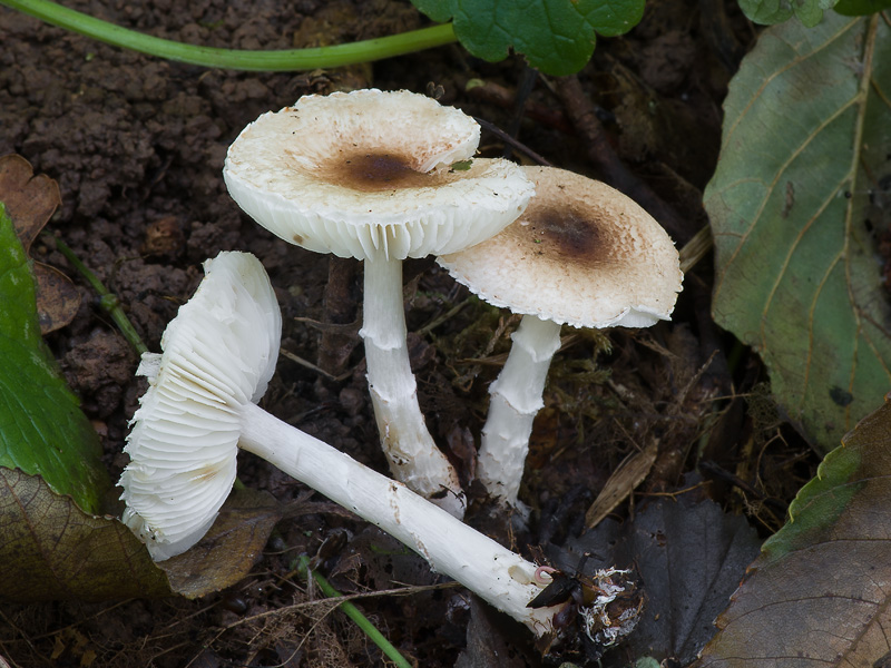 Lepiota subgracilis